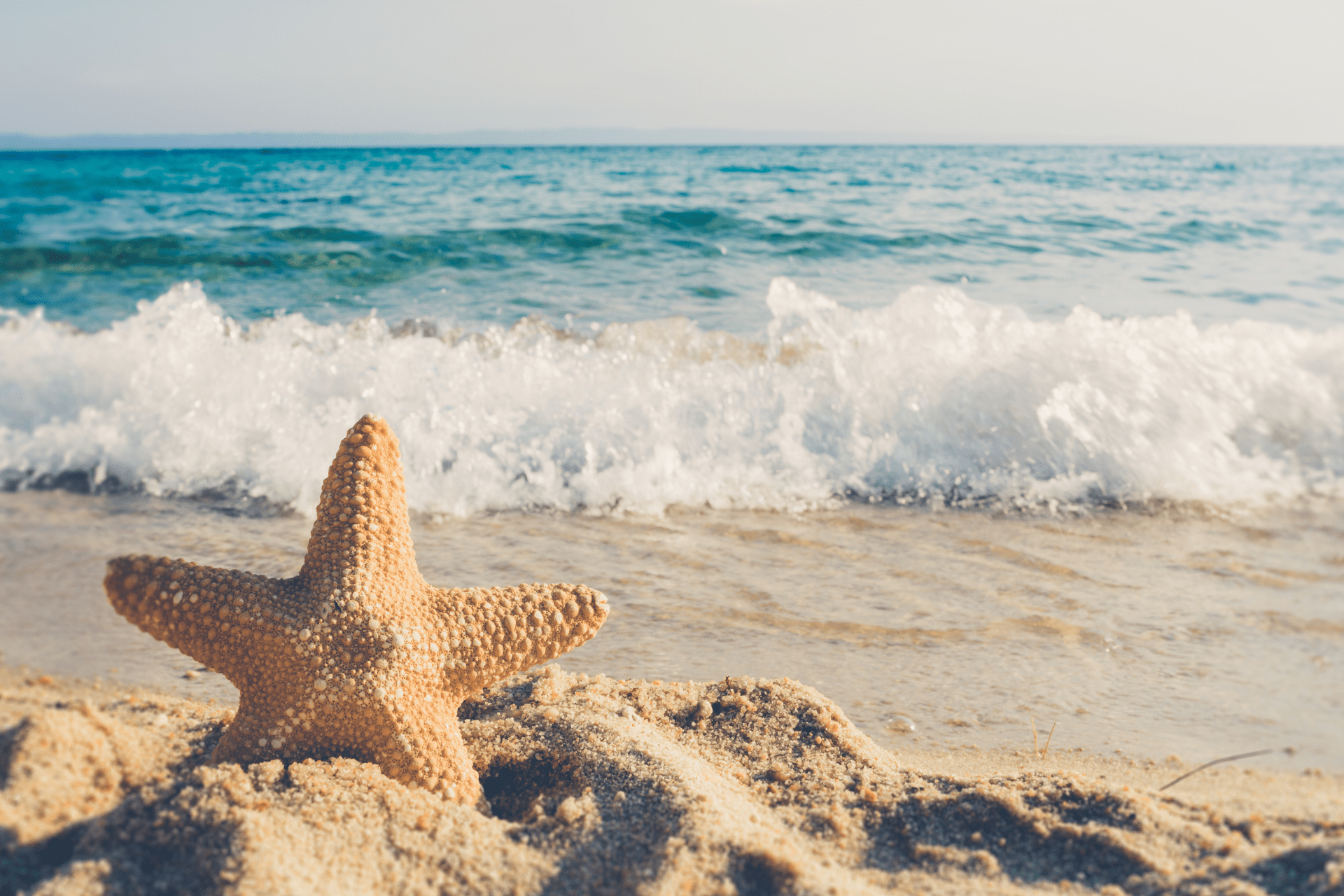 A Starfish in front of a sandy beach and waves