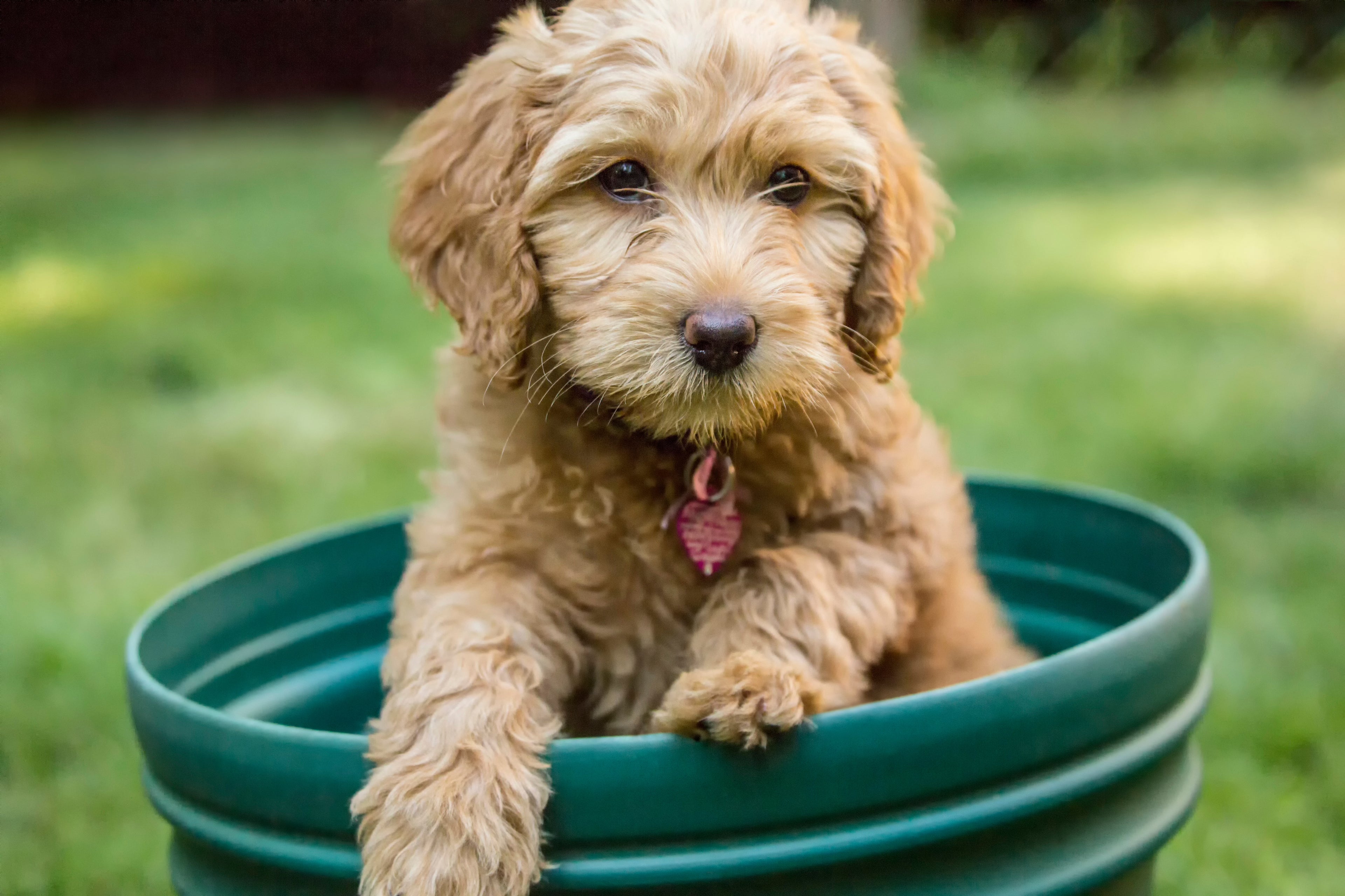 small golden doodle puppy sitting in a green planter