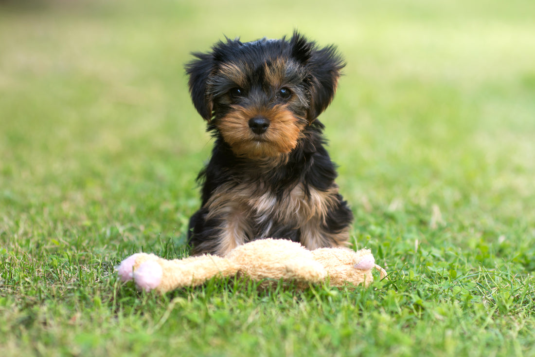 small black and brown puppy in a green field with a stuffed animal toy