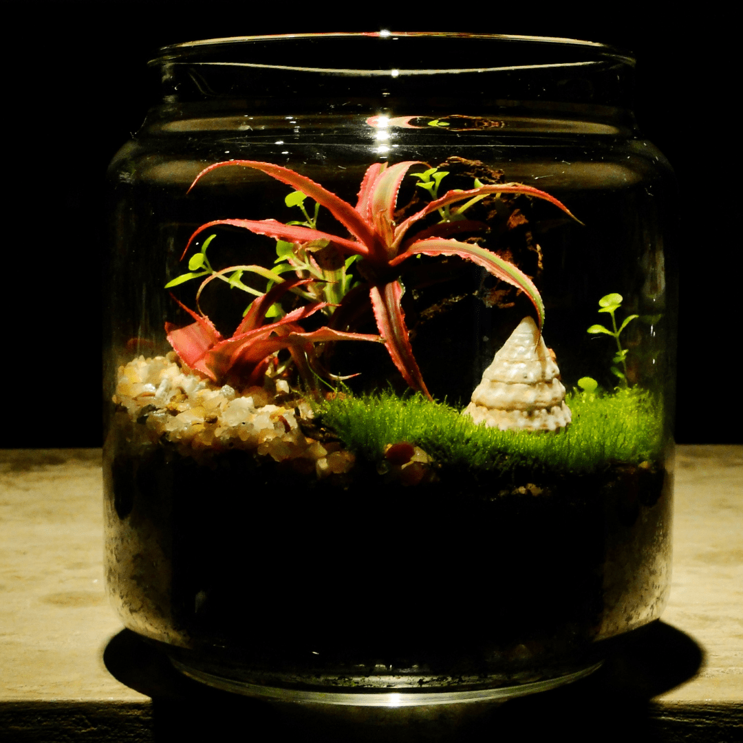 clear glass with water, plants, greenery and rocks as a DIY terrarium